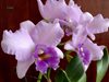 Lc. (Sierra Skies x Renoir) Blue Ribbon